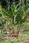 Heliconia rostrata 'Orange'