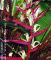 Heliconia scarlatina