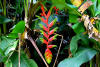 Heliconia standleyi