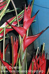 Heliconia stricta 'Jamaica'