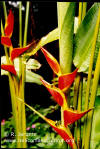 Heliconia stricta 'Tagami'