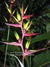 Heliconia subulata 'Africa'