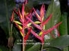 Heliconia subulata 'Machu Picchu'