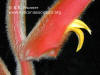 Heliconia vellerigera (bract closeup)