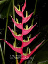 Heliconia velloziana