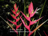 Heliconia velloziana