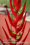 Heliconia velloziana 'Ilha Bella'