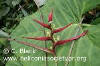 Heliconia virginalis