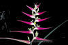 Heliconia virginalis