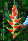 Heliconia wagneriana