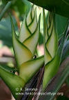 Heliconia wagneriana 'Lady Lydia'