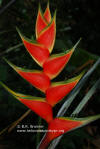 Heliconia wagneriana 'Torbo'