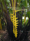 Heliconia xanthovillosa 'Shogun'