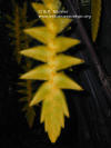 Heliconia xanthovillosa 'Shogun